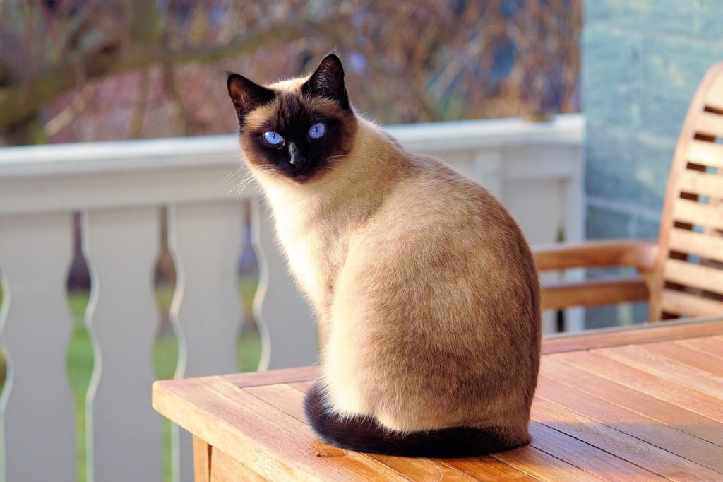 Home Gids voor het kiezen van een betrouwbare dierenspeciaalzaak in Amersfoort met tips over assortiment en kwaliteit